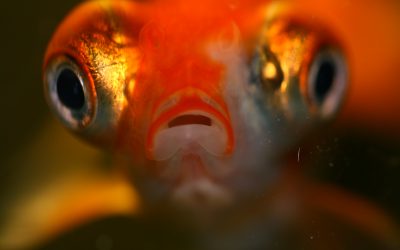 Ik snap er niet veel van