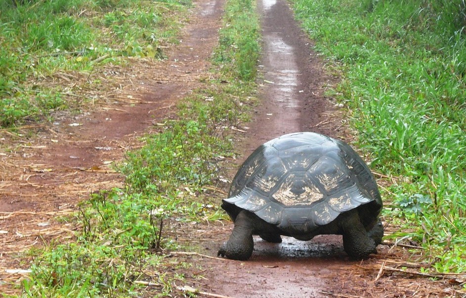 Penseetje - Solitude